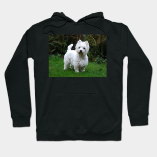 Westie Hoodie